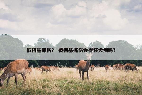 被柯基抓伤？ 被柯基抓伤会得狂犬病吗？