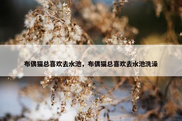布偶猫总喜欢去水池，布偶猫总喜欢去水池洗澡