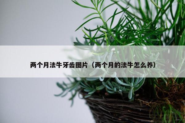 两个月法牛牙齿图片（两个月的法牛怎么养）