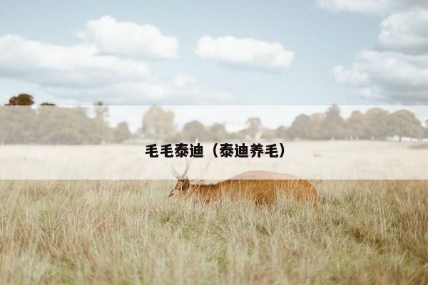 毛毛泰迪（泰迪养毛）