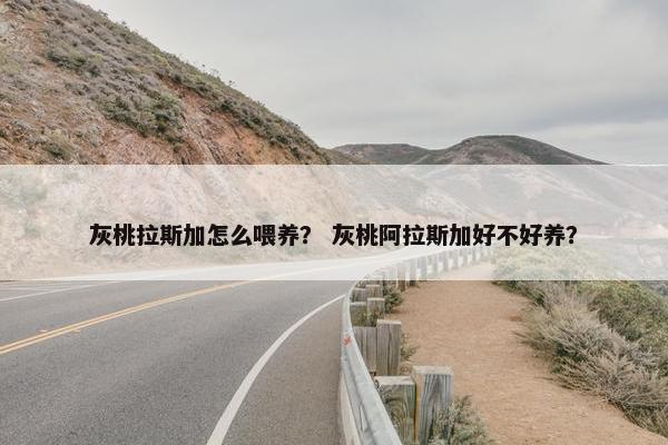 灰桃拉斯加怎么喂养？ 灰桃阿拉斯加好不好养？