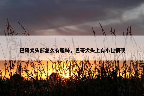 巴哥犬头部怎么有腥味，巴哥犬头上有小包很硬