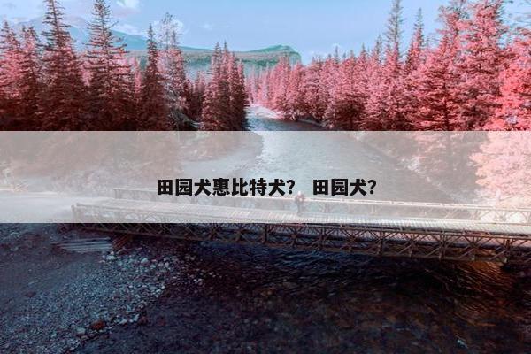 田园犬惠比特犬？ 田园犬？