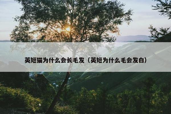 英短猫为什么会长毛发（英短为什么毛会发白）