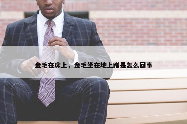 金毛在床上，金毛坐在地上蹭是怎么回事