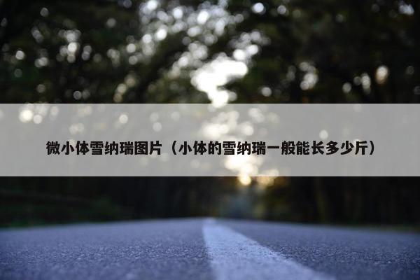 微小体雪纳瑞图片（小体的雪纳瑞一般能长多少斤）