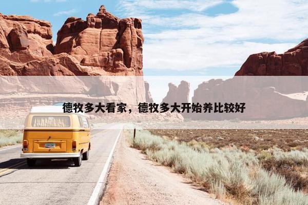德牧多大看家，德牧多大开始养比较好