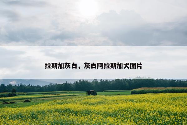 拉斯加灰白，灰白阿拉斯加犬图片