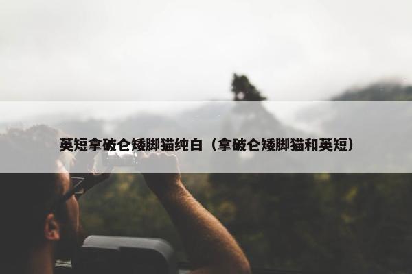 英短拿破仑矮脚猫纯白（拿破仑矮脚猫和英短）
