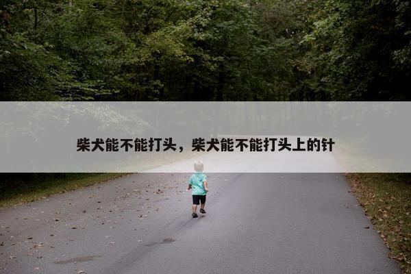 柴犬能不能打头，柴犬能不能打头上的针