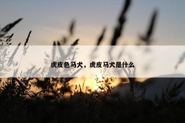 虎皮色马犬，虎皮马犬是什么