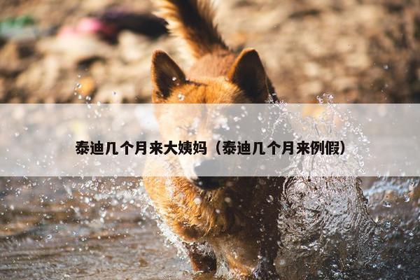 泰迪几个月来大姨妈（泰迪几个月来例假）