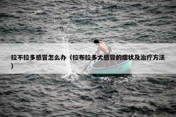 拉不拉多感冒怎么办（拉布拉多犬感冒的症状及治疗方法）
