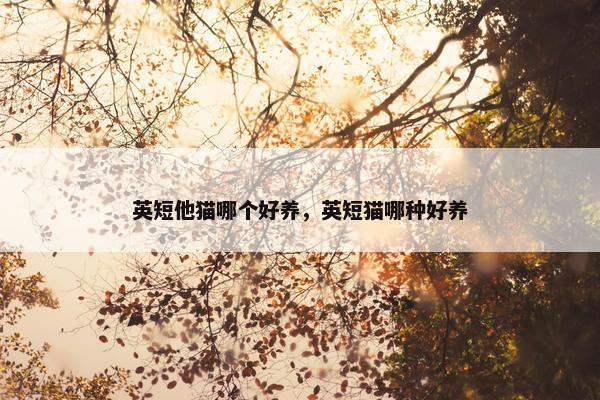 英短他猫哪个好养，英短猫哪种好养