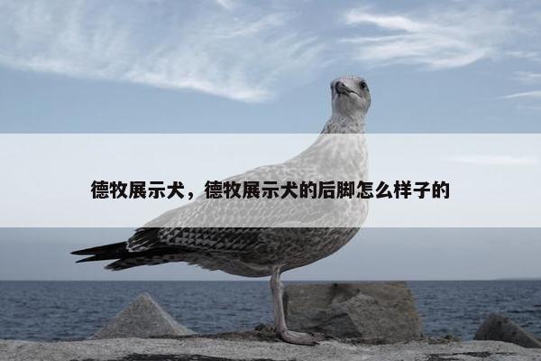 德牧展示犬，德牧展示犬的后脚怎么样子的