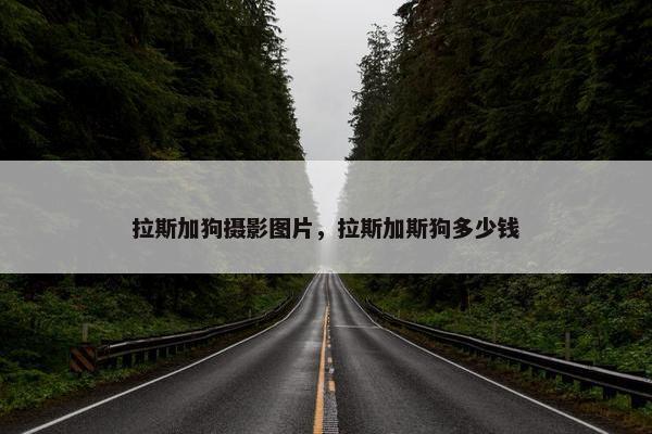 拉斯加狗摄影图片，拉斯加斯狗多少钱