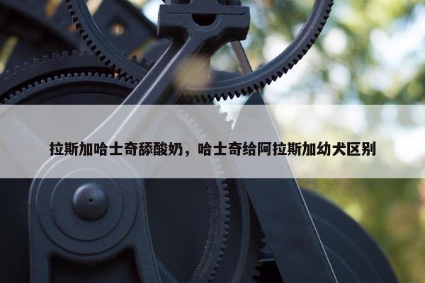 拉斯加哈士奇舔酸奶，哈士奇给阿拉斯加幼犬区别
