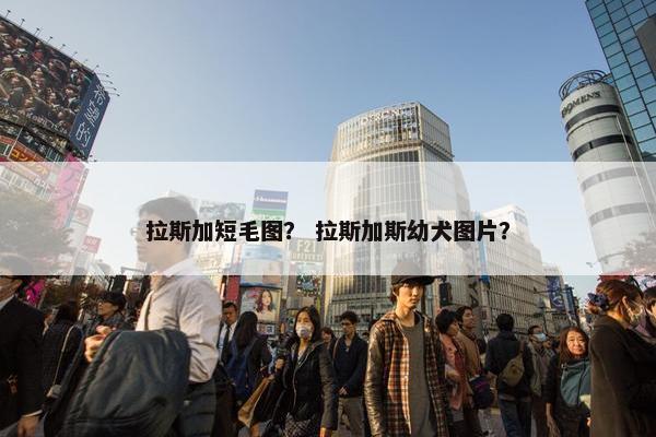 拉斯加短毛图？ 拉斯加斯幼犬图片？