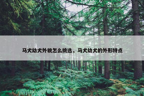 马犬幼犬外貌怎么挑选，马犬幼犬的外形特点