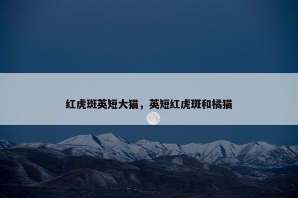 红虎斑英短大猫，英短红虎斑和橘猫