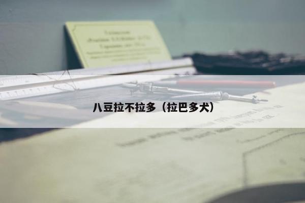 八豆拉不拉多（拉巴多犬）