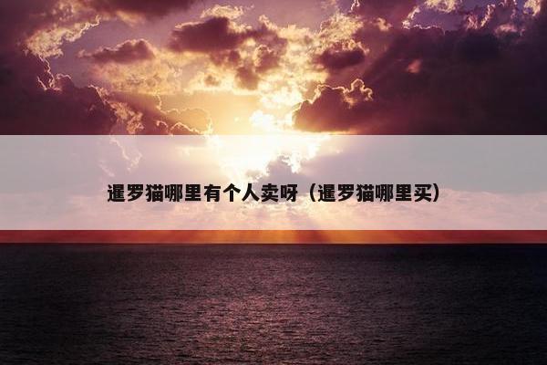 暹罗猫哪里有个人卖呀（暹罗猫哪里买）