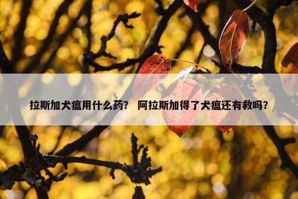 拉斯加犬瘟用什么药？ 阿拉斯加得了犬瘟还有救吗？