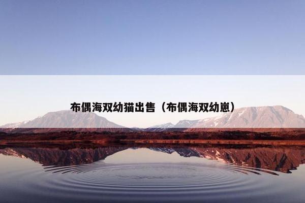布偶海双幼猫出售（布偶海双幼崽）