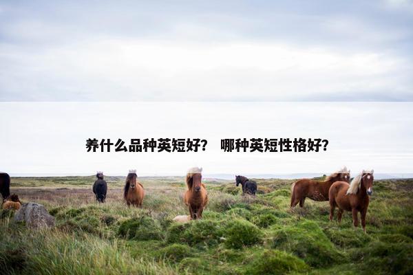 养什么品种英短好？ 哪种英短性格好？