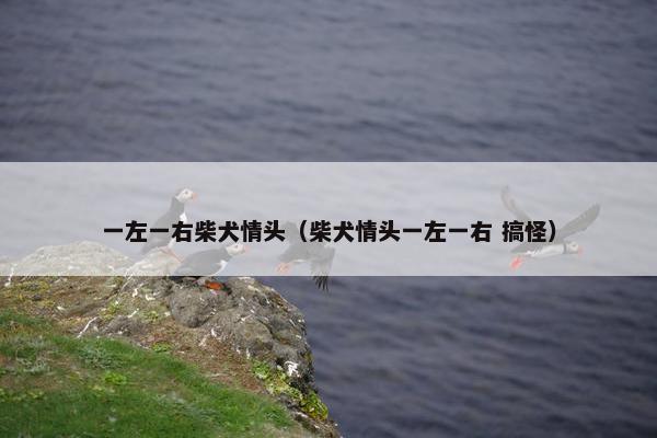 一左一右柴犬情头（柴犬情头一左一右 搞怪）