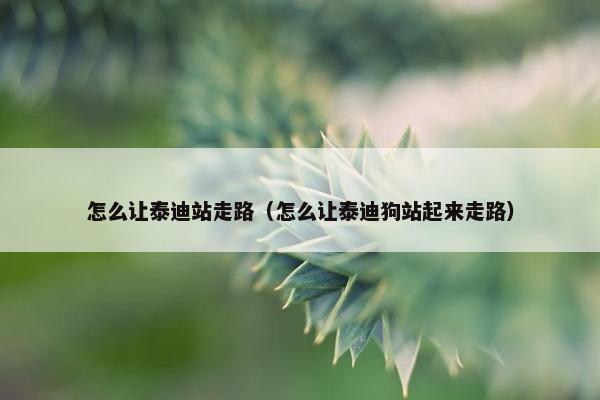 怎么让泰迪站走路（怎么让泰迪狗站起来走路）