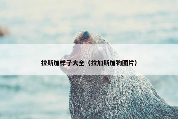 拉斯加样子大全（拉加斯加狗图片）