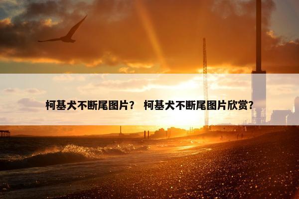 柯基犬不断尾图片？ 柯基犬不断尾图片欣赏？