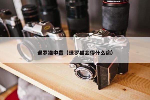 暹罗猫中毒（暹罗猫会得什么病）