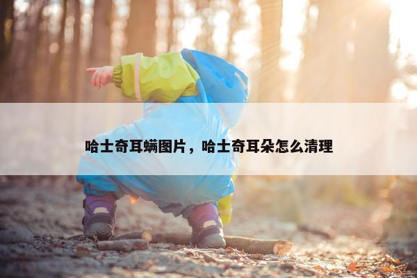 哈士奇耳螨图片，哈士奇耳朵怎么清理