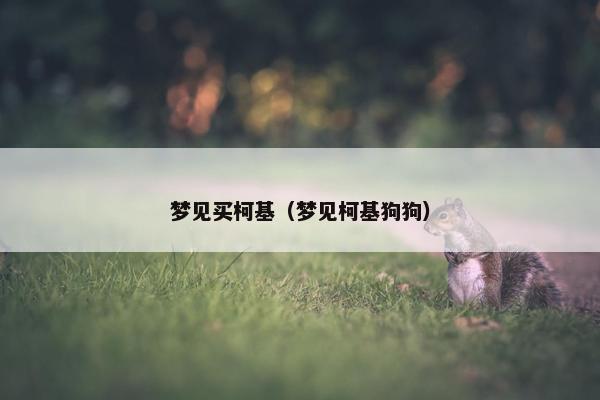 梦见买柯基（梦见柯基狗狗）