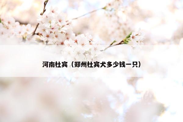 河南杜宾（郑州杜宾犬多少钱一只）