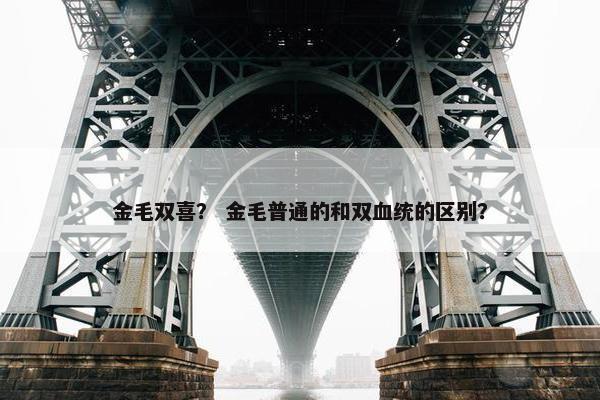 金毛双喜？ 金毛普通的和双血统的区别？