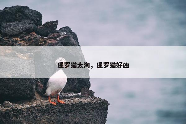 暹罗猫太淘，暹罗猫好凶