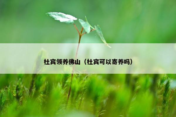 杜宾领养佛山（杜宾可以寄养吗）