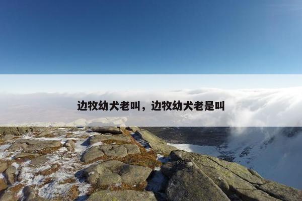 边牧幼犬老叫，边牧幼犬老是叫