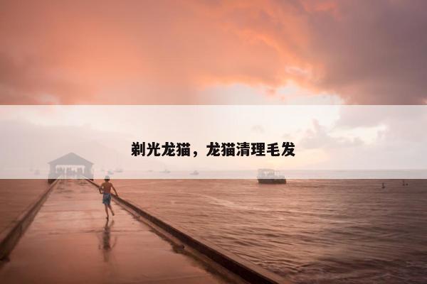 剃光龙猫，龙猫清理毛发