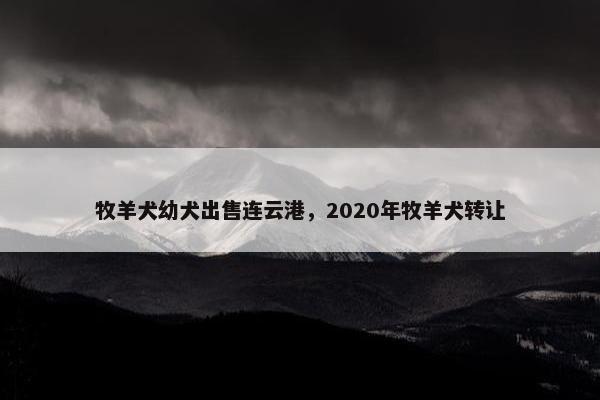 牧羊犬幼犬出售连云港，2020年牧羊犬转让