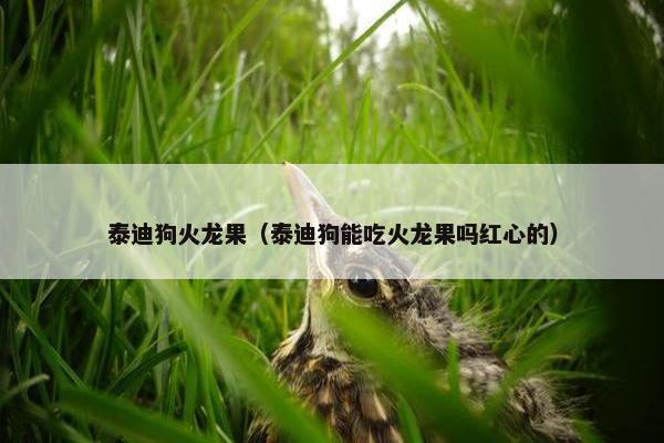 泰迪狗火龙果（泰迪狗能吃火龙果吗红心的）