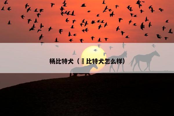 杨比特犬（恵比特犬怎么样）