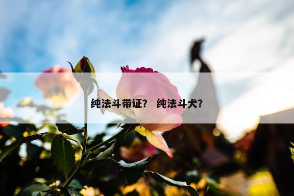 纯法斗带证？ 纯法斗犬？