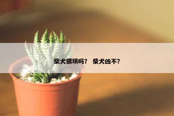 柴犬猥琐吗？ 柴犬凶不？