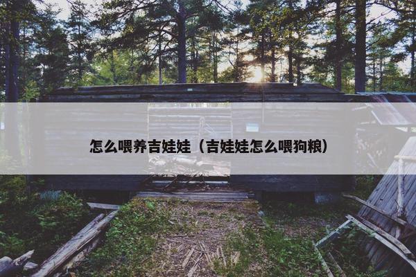 怎么喂养吉娃娃（吉娃娃怎么喂狗粮）