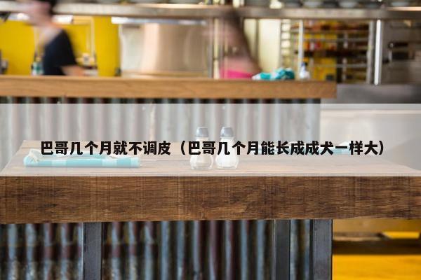 巴哥几个月就不调皮（巴哥几个月能长成成犬一样大）