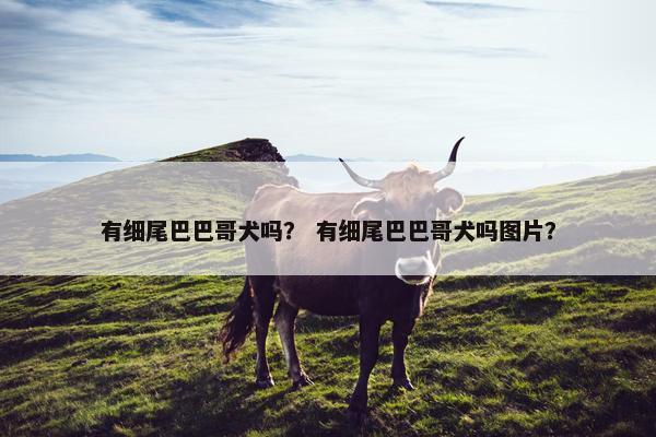 有细尾巴巴哥犬吗？ 有细尾巴巴哥犬吗图片？